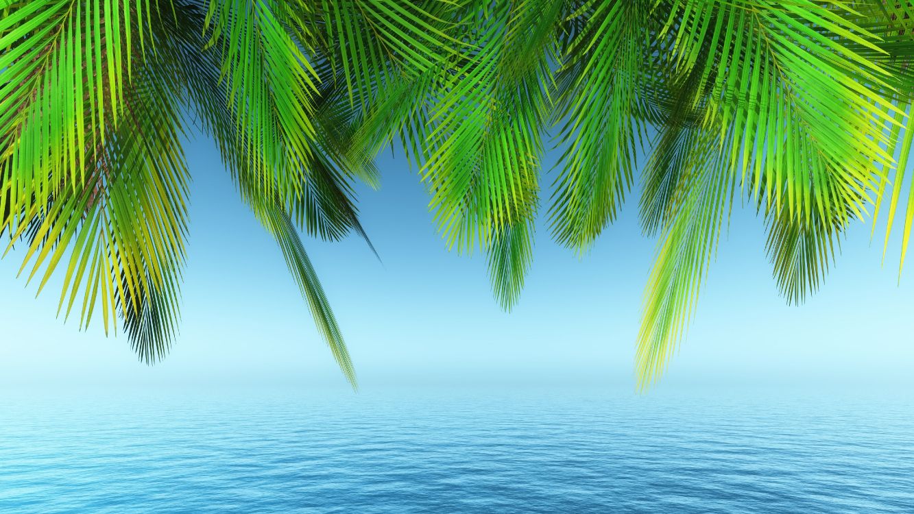 Palme, Baum, Wasser, Tageszeit, Cloud. Wallpaper in 5120x2880 Resolution