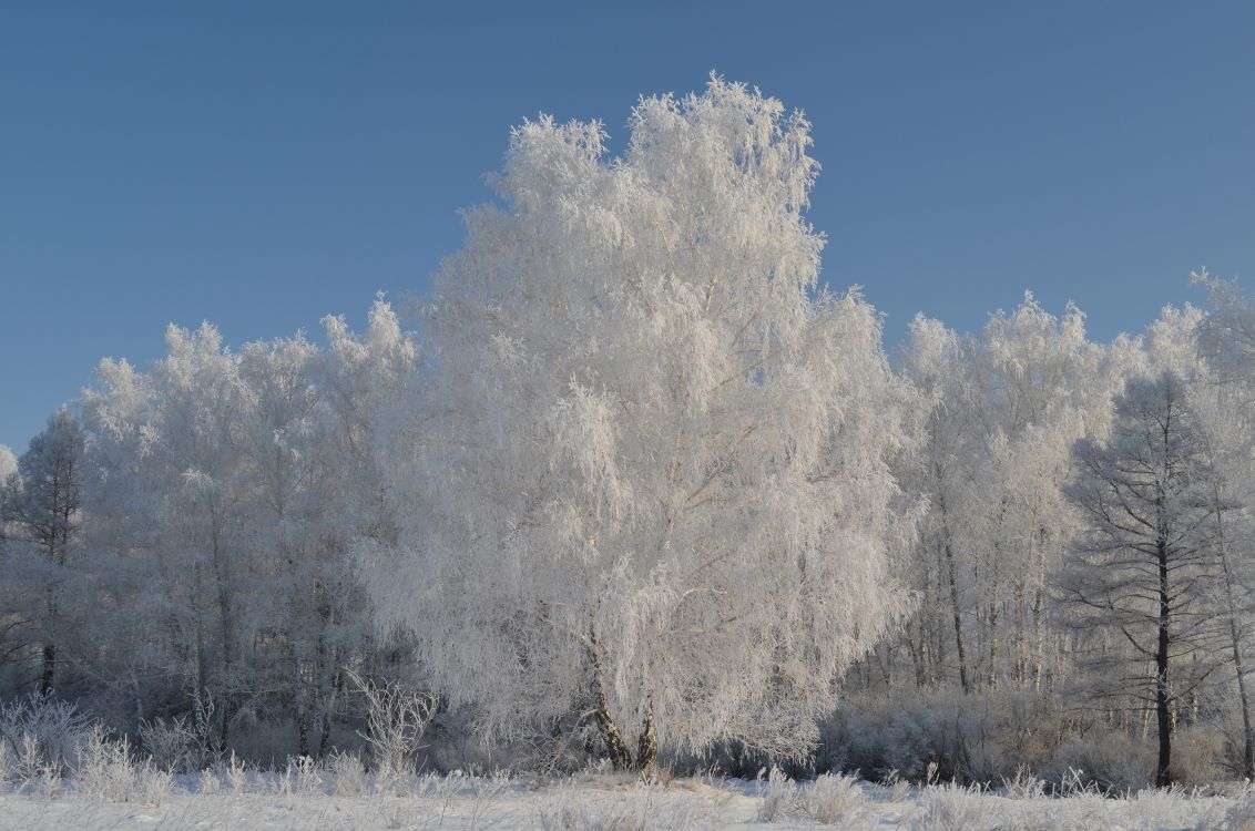 Weiße Bäume Tagsüber Mit Schnee Bedeckt. Wallpaper in 4928x3264 Resolution