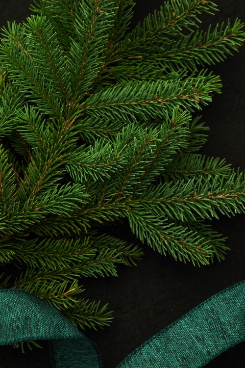 Grüne Tannenblätter Auf Schwarzem Textil. Wallpaper in 4016x6016 Resolution