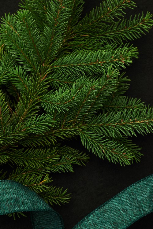 Image green pine tree leaves on black textile