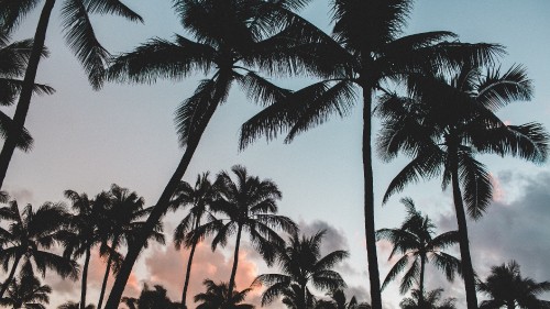 Image palm tree under orange sky