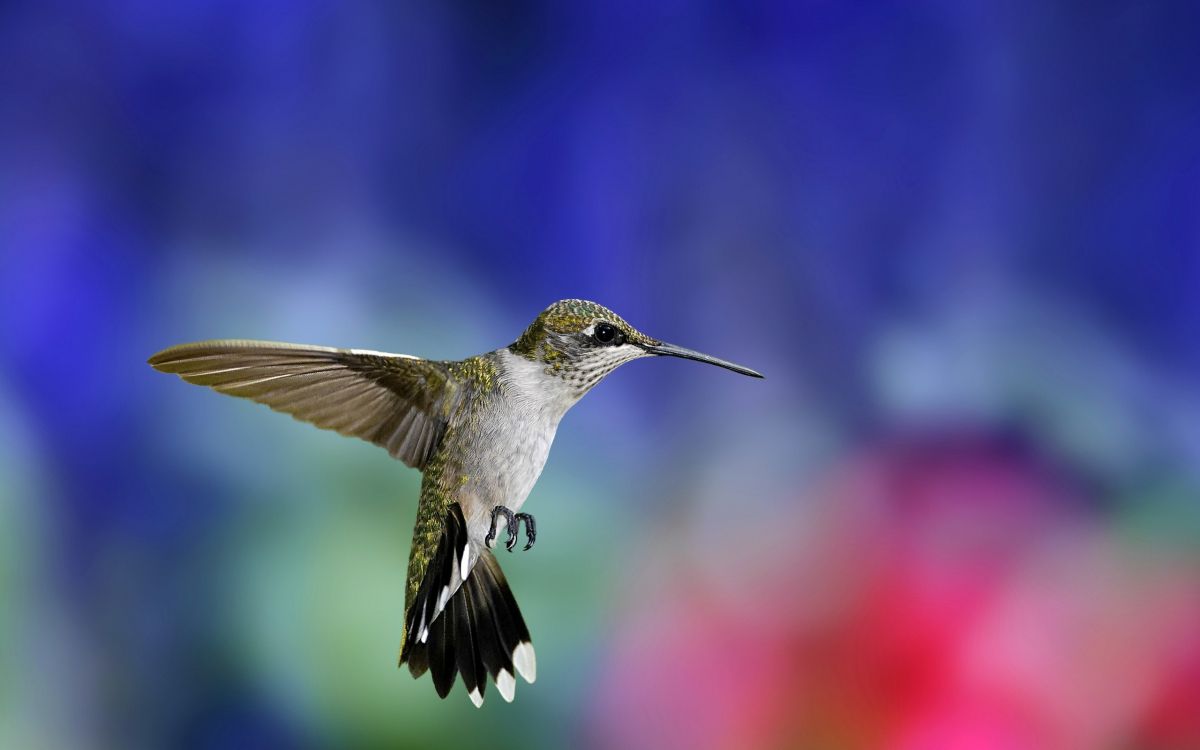 black and white humming bird flying