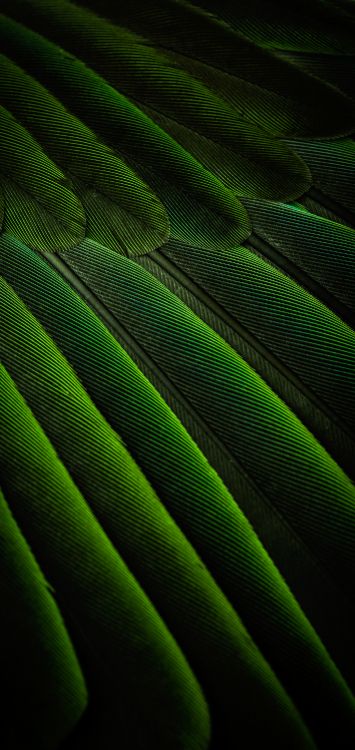 Rectángulo, Planta Terrestre, Material Propiedad, Tintes y Matices, Magenta. Wallpaper in 1420x3000 Resolution