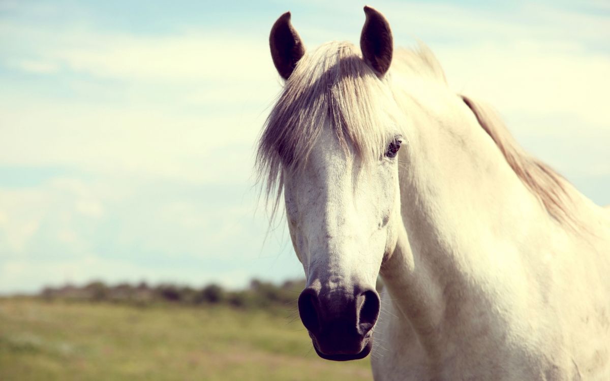 Caballo Blanco en el Campo de Hierba Verde Durante el Día. Wallpaper in 2560x1600 Resolution