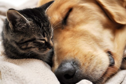 Image brown and black tabby cat sleeping on white textile