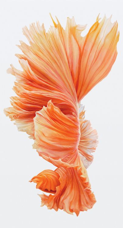 Illustration de Fleur Orange et Blanche. Wallpaper in 1398x2592 Resolution