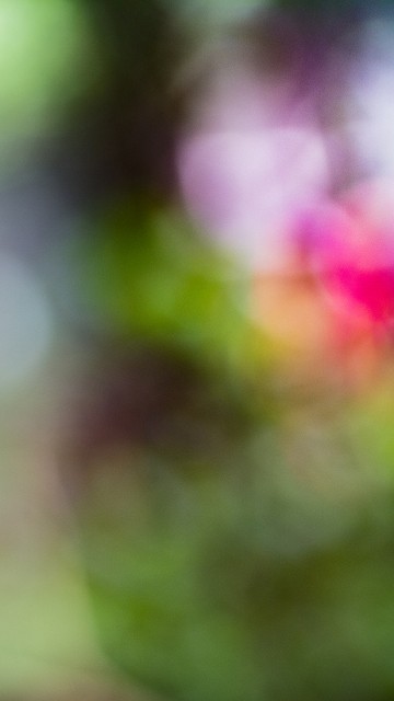 Image green and blue bird in tilt shift lens