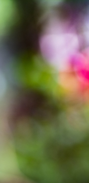 Image green and blue bird in tilt shift lens
