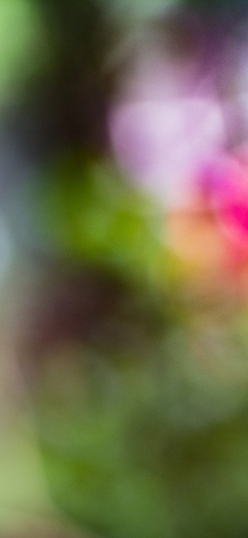 Image green and blue bird in tilt shift lens