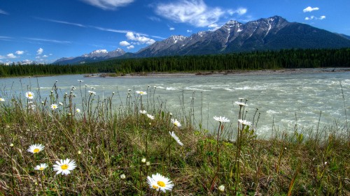 Image white and yellow flowers on green grass field near lake and snow covered mountain during daytime