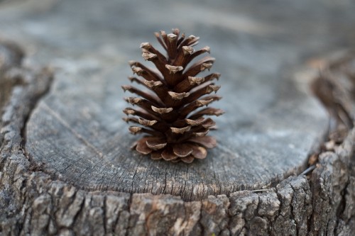 Image brown pine cone on brown wooden surface