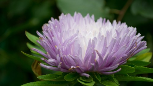 Image white and purple flower in macro shot