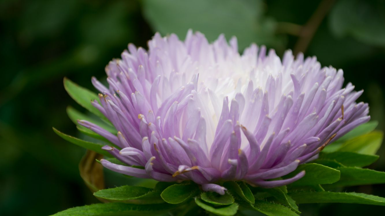 Aster, 紫色的, Transvaal菊花, 野花, 年度工厂 壁纸 5120x2880 允许
