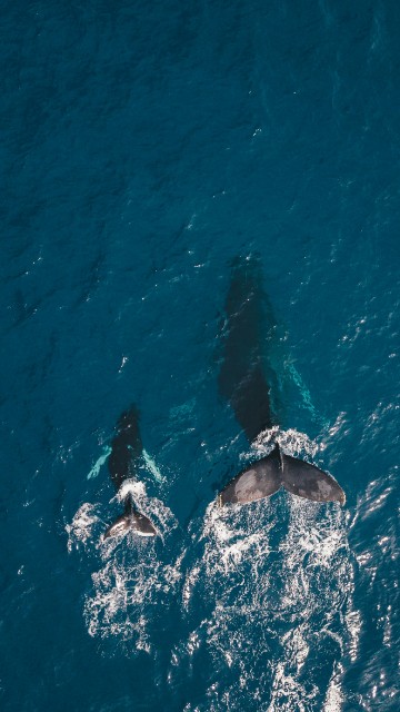 Image ocean whales, sea, whale, whale watching, dolphin