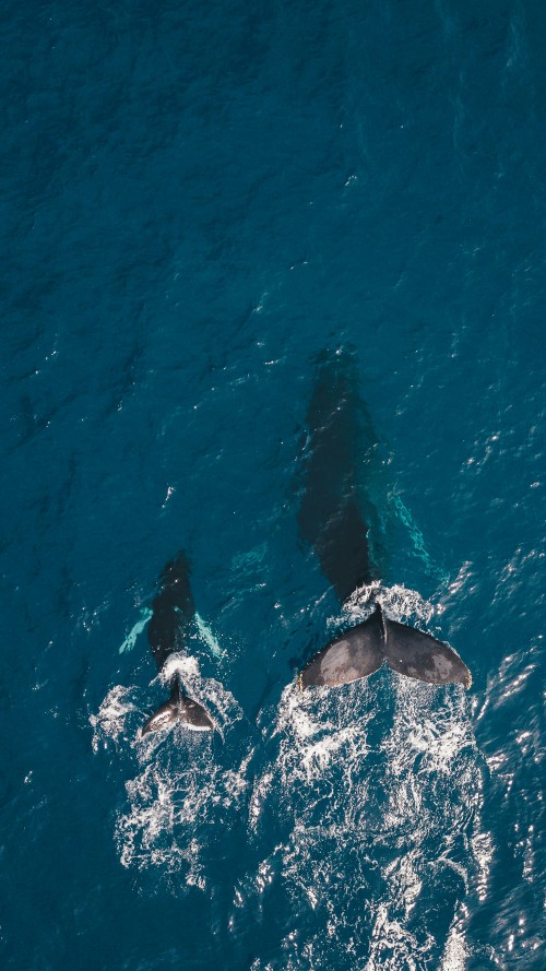 Image ocean whales, sea, whale, whale watching, dolphin