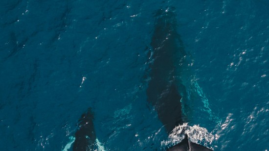 Image ocean whales, sea, whale, whale watching, dolphin