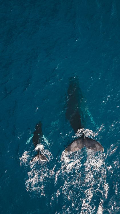 ocean whales, sea, whale, whale watching, dolphin