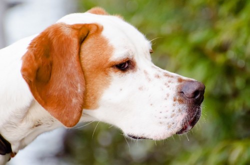 Image white and brown short coated dog