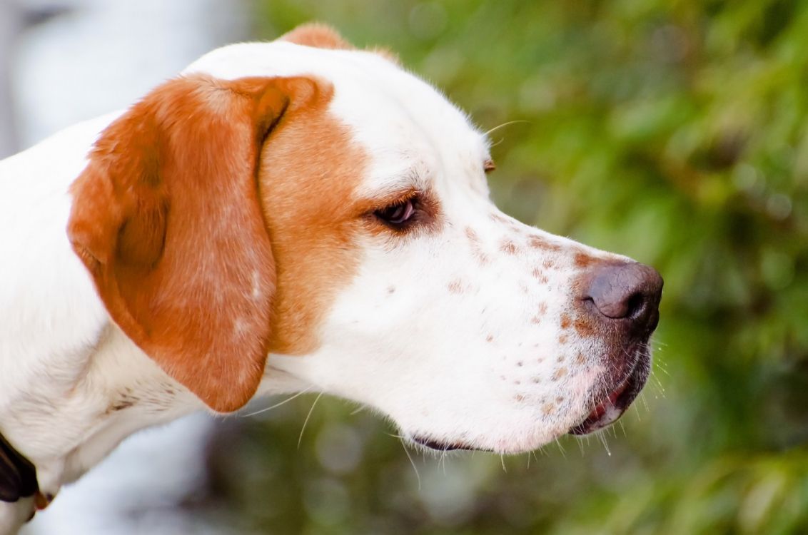 white and brown short coated dog