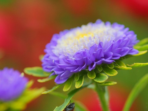 Image purple flower in macro shot