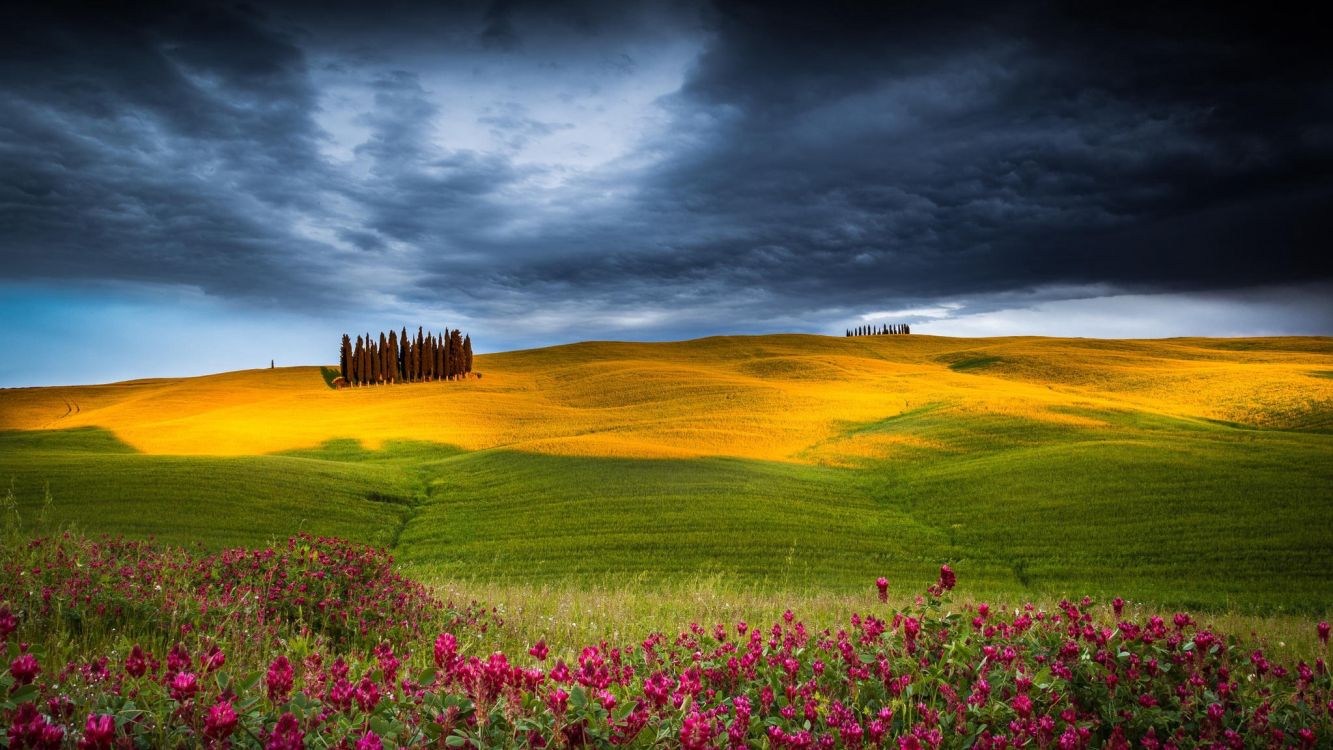 Campo de Flores Moradas Bajo el Cielo Nublado Durante el Día. Wallpaper in 2048x1152 Resolution