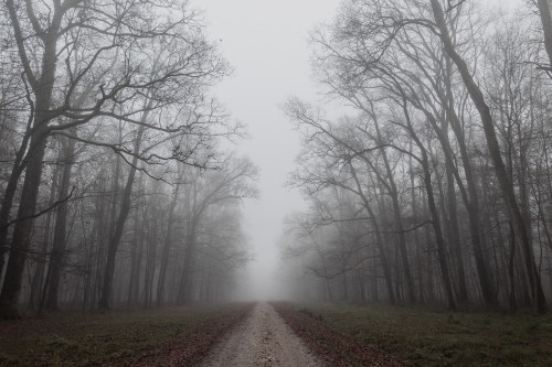 Image mist, morning, autumn, fog, sky