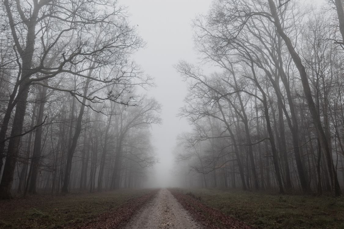 mist, morning, autumn, fog, sky