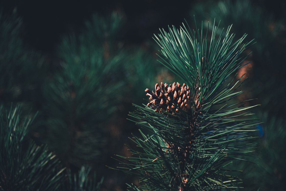 Pine, Columbian Spruce, Balsam Fir, Sugar Pine, Red Pine. Wallpaper in 6016x4016 Resolution