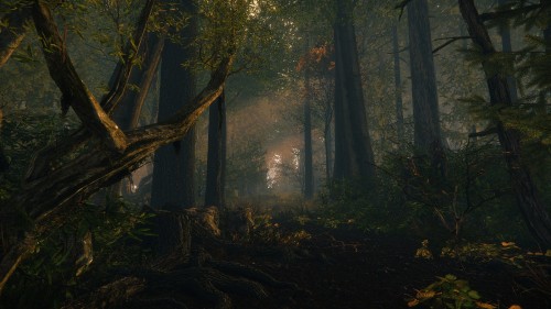 Image green trees on forest during daytime