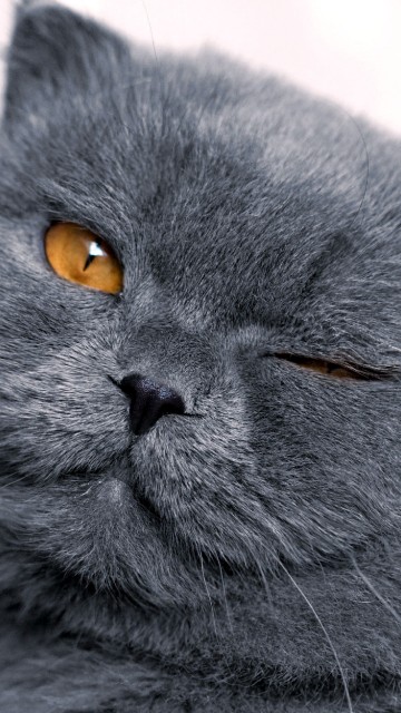 Image russian blue cat in tilt shift lens