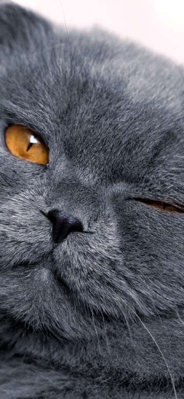 Image russian blue cat in tilt shift lens