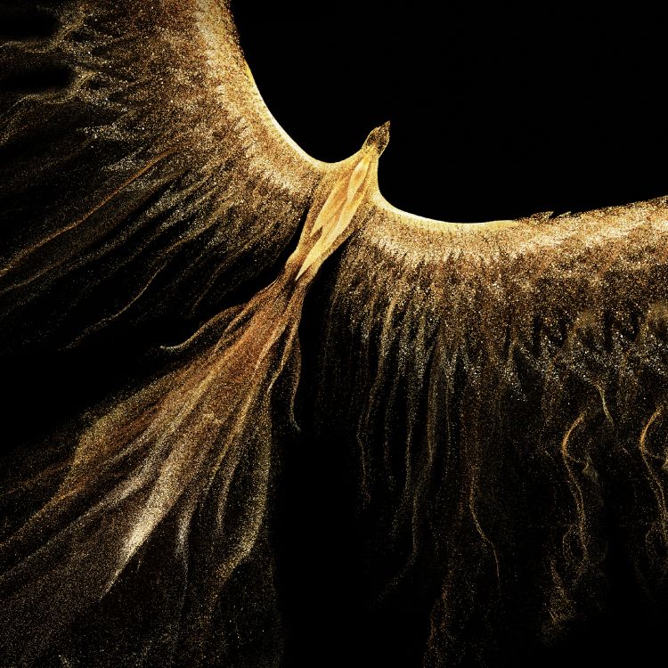 Elefanten Und Mammuts, Horn, Terrestrische Tier, Stoßzahn, Tierwelt. Wallpaper in 2560x2560 Resolution