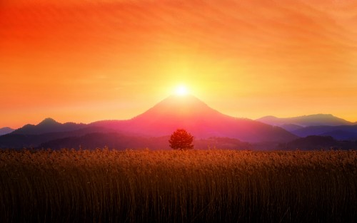 Image brown grass field during sunset