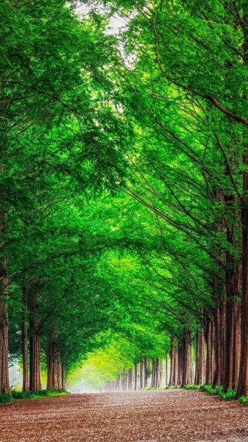 Image green trees on brown dirt road during daytime