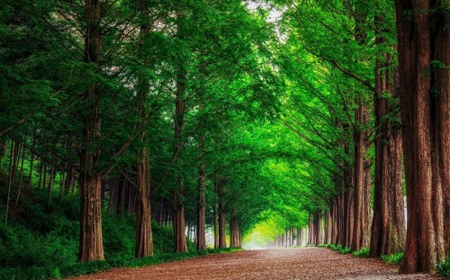 Image green trees on brown dirt road during daytime