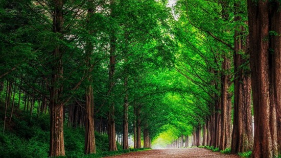 Image green trees on brown dirt road during daytime