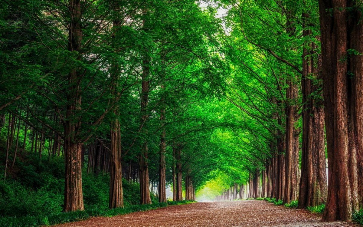 Green Trees on Brown Dirt Road During Daytime. Wallpaper in 3840x2400 Resolution