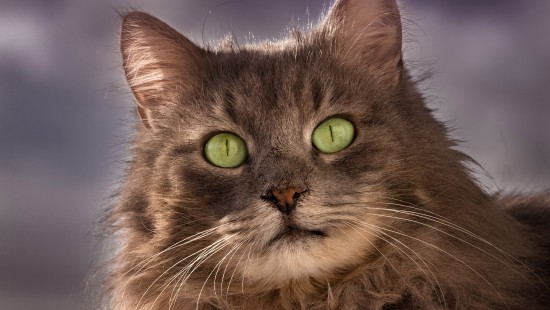 Image whiskers, siberian cat, asian semi longhair, Ragamuffin, british semi longhair