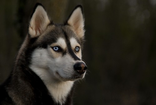 Image black and white siberian husky