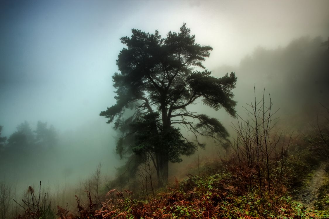 Arbres Verts Sur Terrain D'herbe Verte. Wallpaper in 5184x3456 Resolution