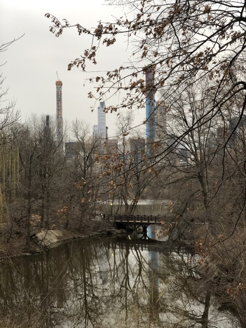 Image central park, water, science, biology, branch