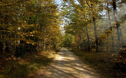 Image gray concrete road between green trees during daytime