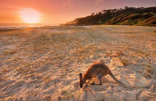 Image brown and white kangaroo on brown sand during daytime