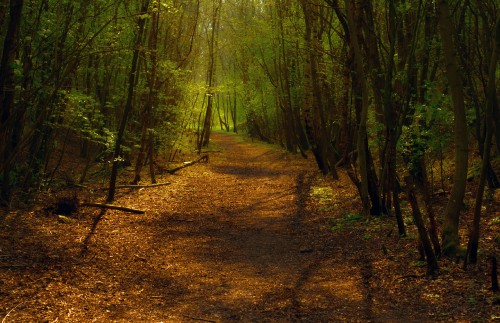 Image brown dirt road in the middle of forest during daytime