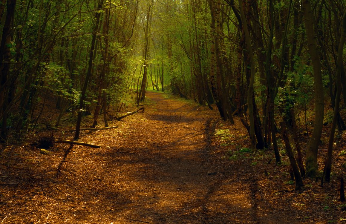 brown dirt road in the middle of forest during daytime