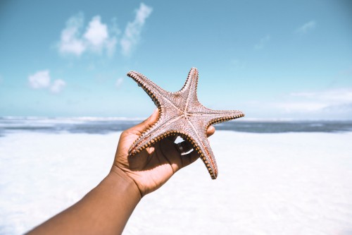 Image person holding white and brown starfish under blue sky during daytime