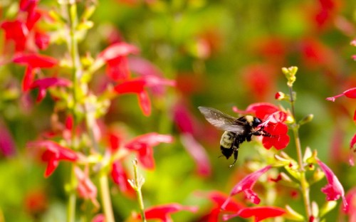 Image black and red bee on red flower