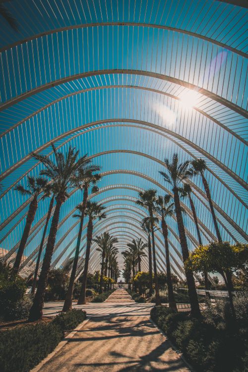 architecture, tree, botany, palm tree, woody plant