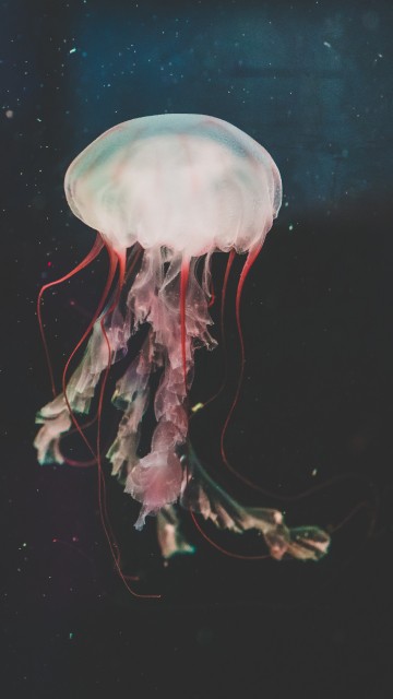 Image pink jellyfish in water during daytime