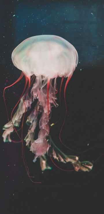 Image pink jellyfish in water during daytime